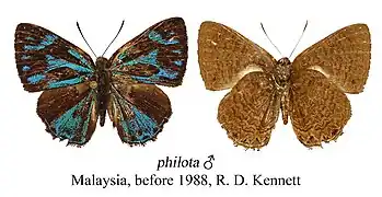 藍紋圓灰蝶Poritia philota philota ♂