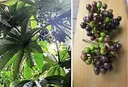 亞馬遜葡萄（英语：）Amazon grape