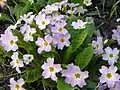 Primula vulgaris subsp. sibthorpii