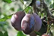 美洲李American plum