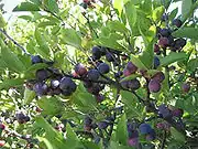 海濱李Beach plum