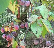 墨西哥李（英语：）Mexican plum