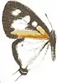 安埔灰蝶Pseudaletis antimachus