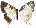 貝茨埔灰蝶Pseudaletis batesi