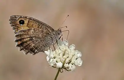 淺黃壽眼蝶Pseudochazara mamurra