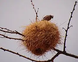 Pseudonigrita（英语：） nest in Kenya, with entrance below