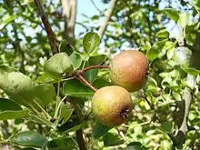 川梨Afghan pear