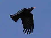  Flying Red-billed Chough silhouetted against the sky