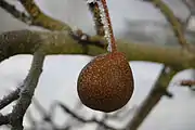 秋子梨Ussurian pear