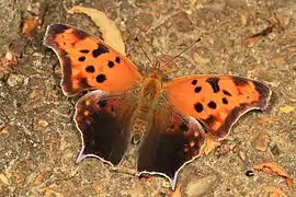 長尾鉤蛺蝶Polygonia interrogationis