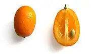 金柑Kumquat