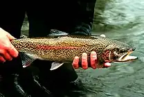 Photo of adult rainbow trout