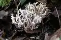 珊瑚菌Ramaria rugosa的擔子果。