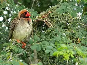 Male 紅嘴奎利亞雀 at nest concealed in thorny Senegalia（英语：） shrub