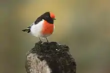 A small bird with black head and upperparts and a red cap and breast perched on a stick against a sky background