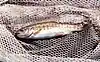 Redband Trout in the Boise National Forest, Idaho