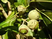 原生番石榴（英语：）Native guava