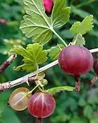 美洲醋栗（英语：）American gooseberry