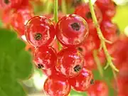 紅加侖Red currant