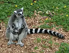 環尾狐猴與雙胞胎，攝於科赤斯特動物園