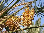 椰棗Date palm