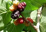 黑桑Black mulberry