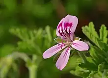 香叶天竺葵