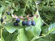 薩拉爾（英语：）salal