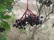 接骨木莓Elderberry