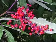 美國紅接骨木莓（英语：）American red elderberry