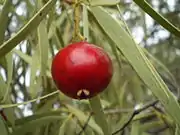 框東（英语：）Quandong