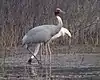 Sarus crane, Keoladeo National Park