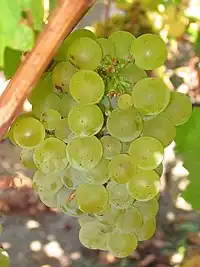 「白蘇維翁」'Sauvignon blanc' Grape