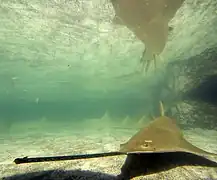 亚特兰蒂斯度假中心水族馆的一条栉齿锯鳐；该水族馆首次实现了锯鳐在人工环境下的繁殖