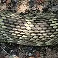 黑尾响尾蛇（Crotalus molossus）覆瓦状鳞片