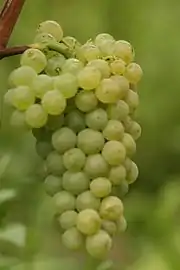 「施埃博」'Scheurebe' Grape