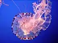 Sea nettle Jellyfish (Chrysaora quinquecirrha) at 蒙特瑞灣水族館.