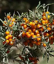 沙棘Sea buckthorn