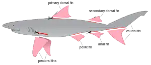 A diagram of a shark, with every fin highlighted in pink and drawn separated from its body, except for the top half of its tail