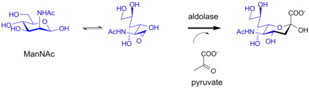 Biosynthesis of sialic acid by a bacterial aldolase enzyme.