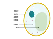 Cross-sectional 2D diagram of a yeast cell