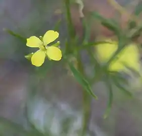 小花的特写