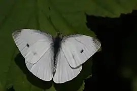 菜粉蝶Pieris rapae