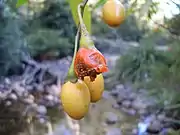 澳洲茄Kangaroo apple