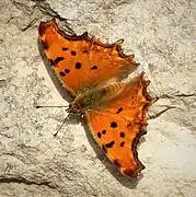 小鉤蛺蝶Polygonia egea