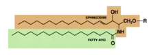 鞘類磷脂(Sphingolipids/glycosylceramides)