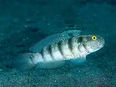 Amblygobius sphynx