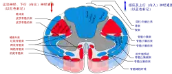 Drawing of cross-section of the spinal cord