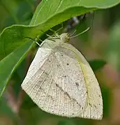 尖角黃粉蝶Eurema laeta