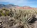 Yucca baccata var. baccata